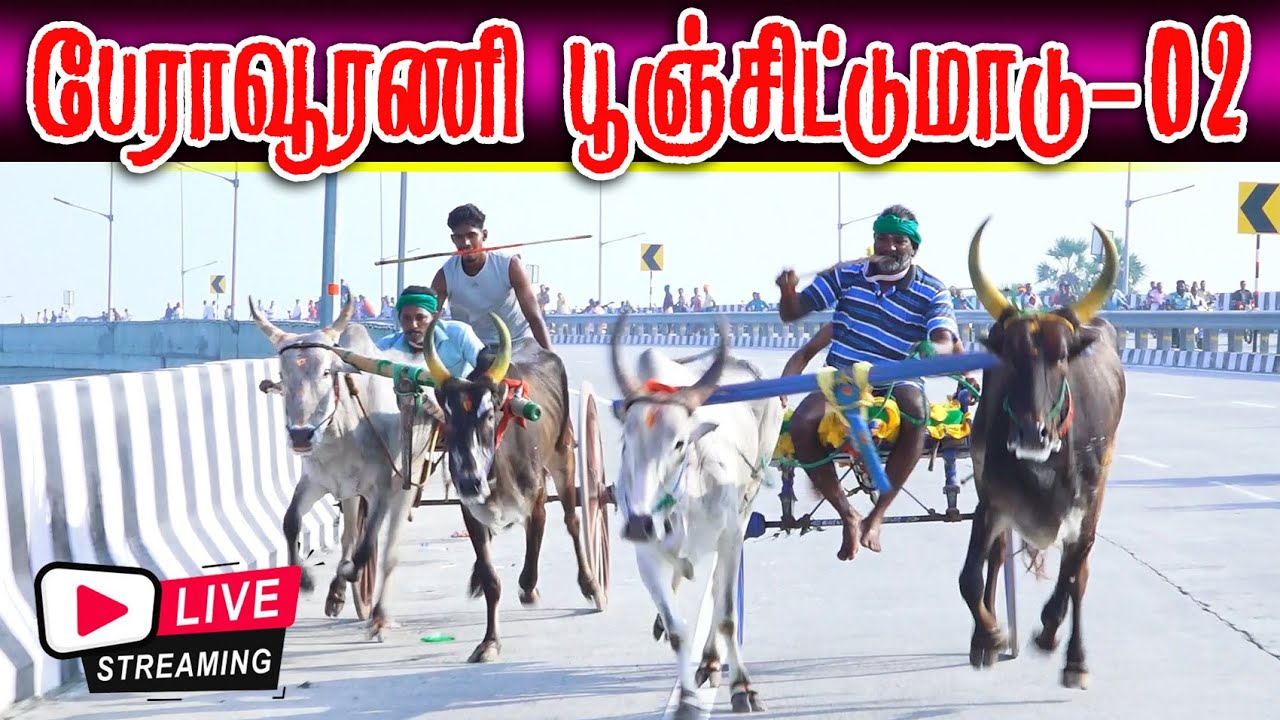 🛑LIVE பேராவூரணி பூஞ்சிட்டுமாடு-02 பந்தயம் நேரலை #perai_raj_digital #perai_live