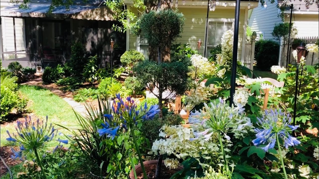 Sunday Morning Walk About and Agapanthus Tour