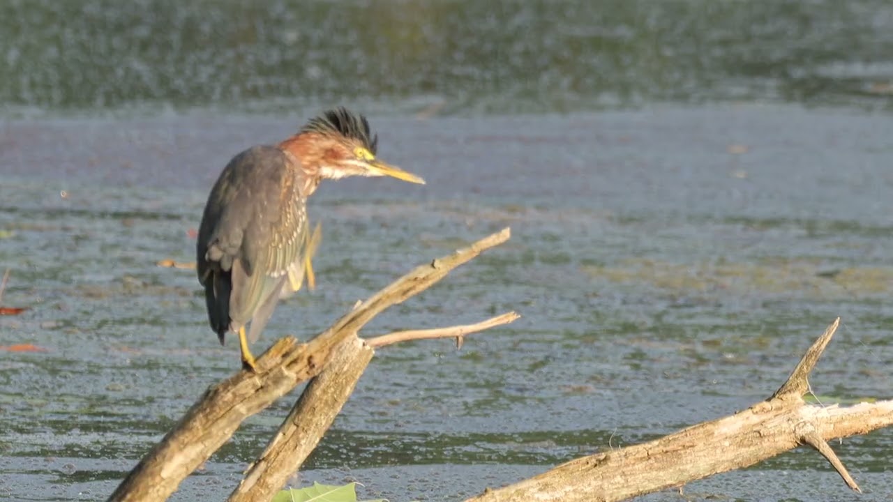Green Heron