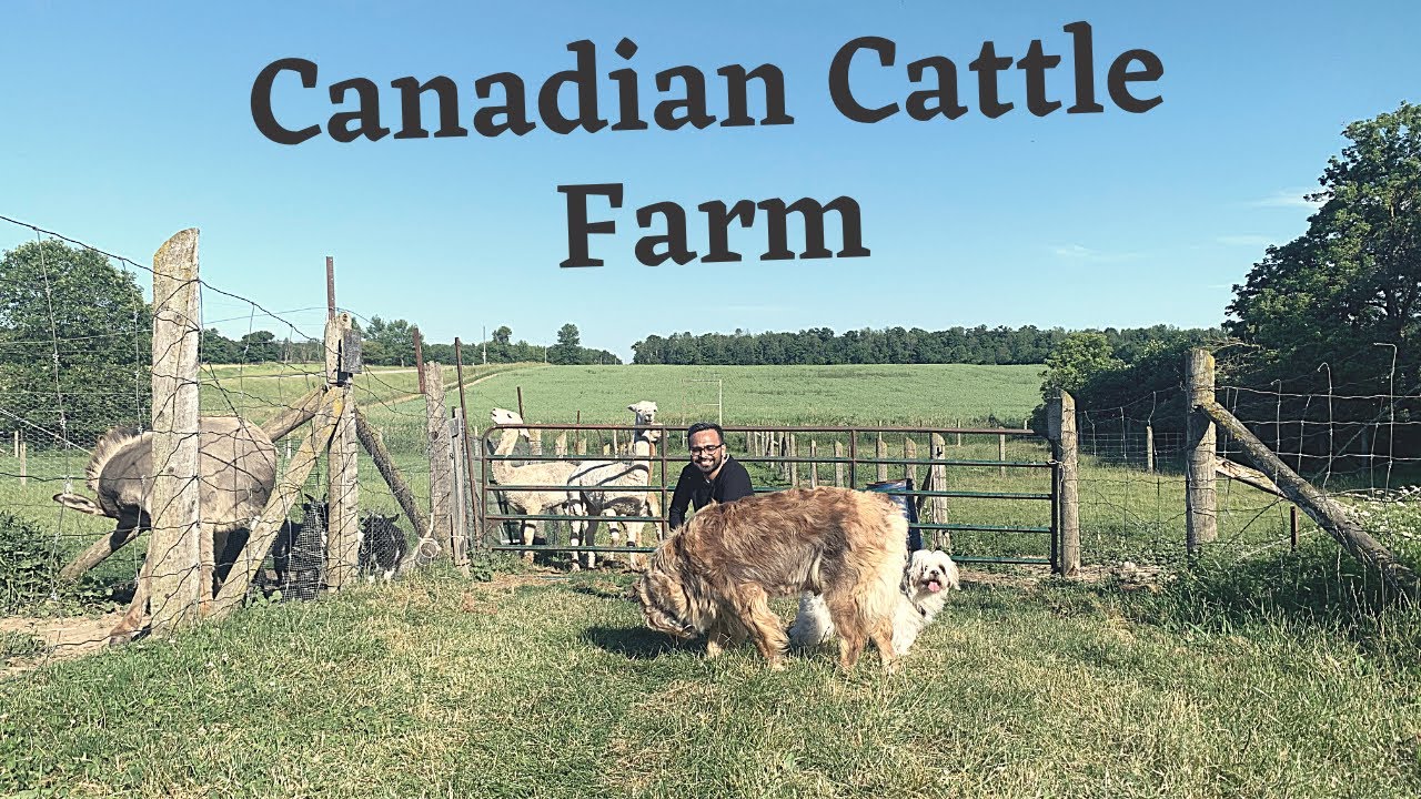 Cattle Farm In Canada| Cow Farming In Canada| Canadian Agriculture
