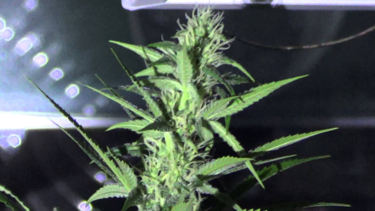 NIGHT SHOTS - Qrazy Train, Plushberry, Jack The Ripper & more - Day 30 flower, 4kw TGA grow