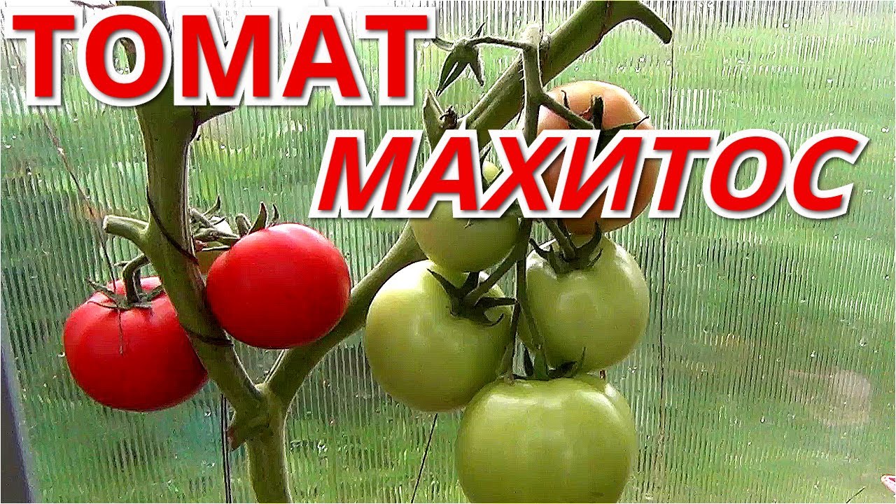 ТОМАТ МАХИТОС. Голландский гибрид - всегда стабильный урожай.