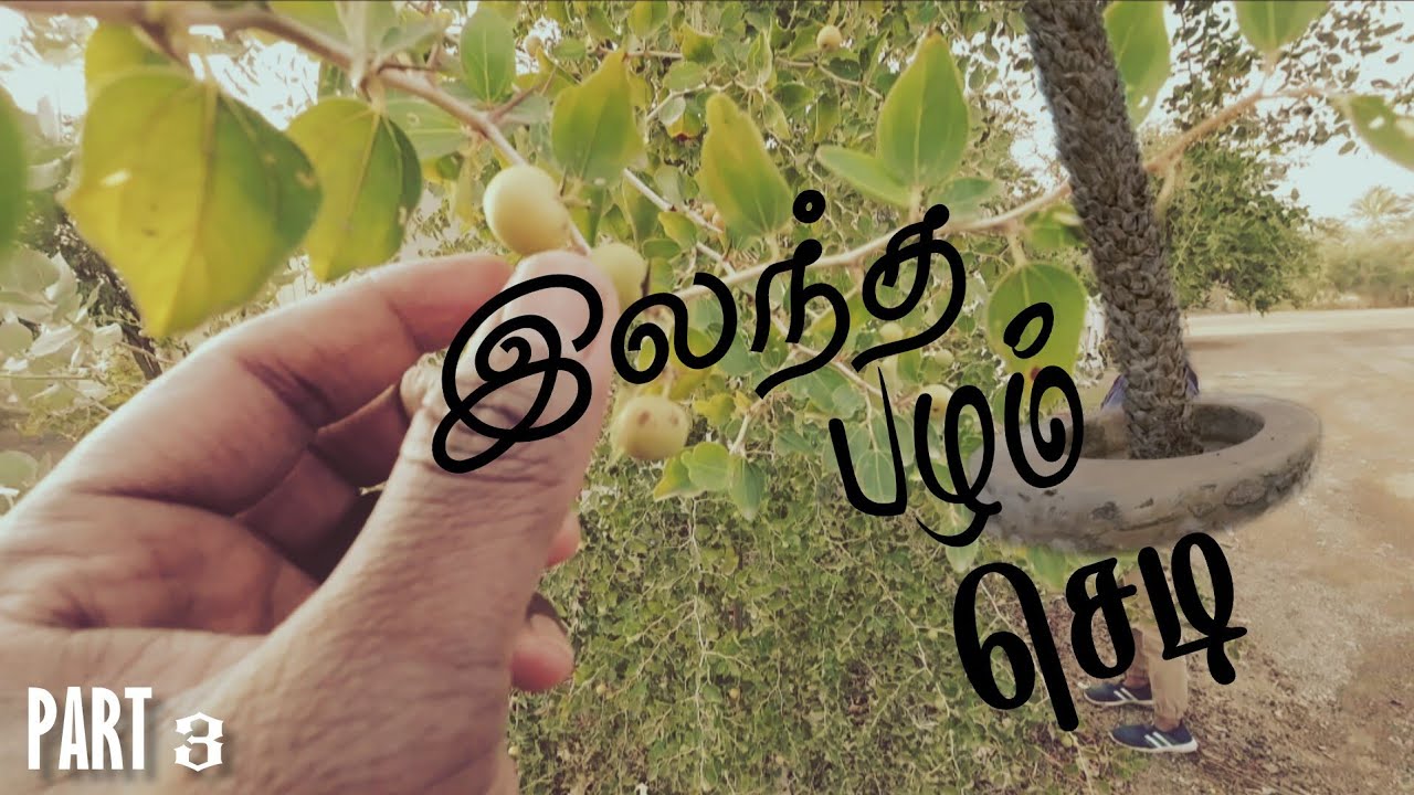 Footage | 💥 பழம்பெரும் கோட்டையைச் சுற்றி...👌 | VG064 | UAE series | Fujairah 