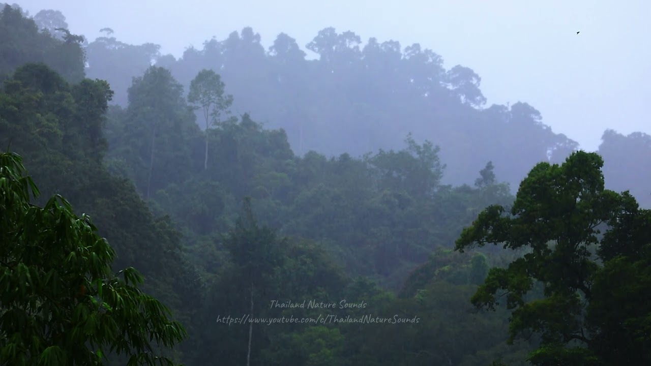 Rainforests of Thailand  |  Nature sound and ASMR Relaxing sound
