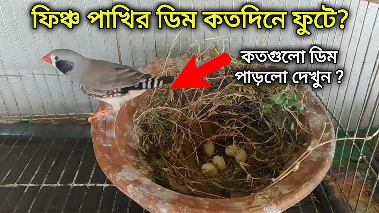 ফিঞ্চ পাখির ডিম কত দিনে ফোটে | ফিঞ্চ পাখির ডিম থেকে বাচ্চা এবং বাচ্চা থেকে এডাল্ট হওয়া পর্যন্ত