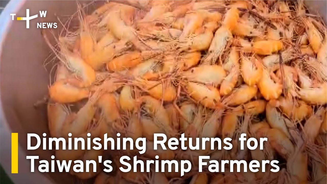 Diminishing Returns for South Taiwan's Shrimp Farmers | TaiwanPlus News