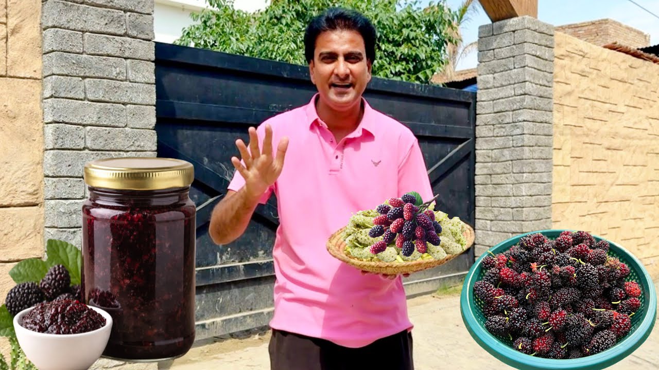 Mini Zoo k Shahtoot Toray aor Jam Bna Lia||Mulberry Jam Recipe||Wahab Kamran