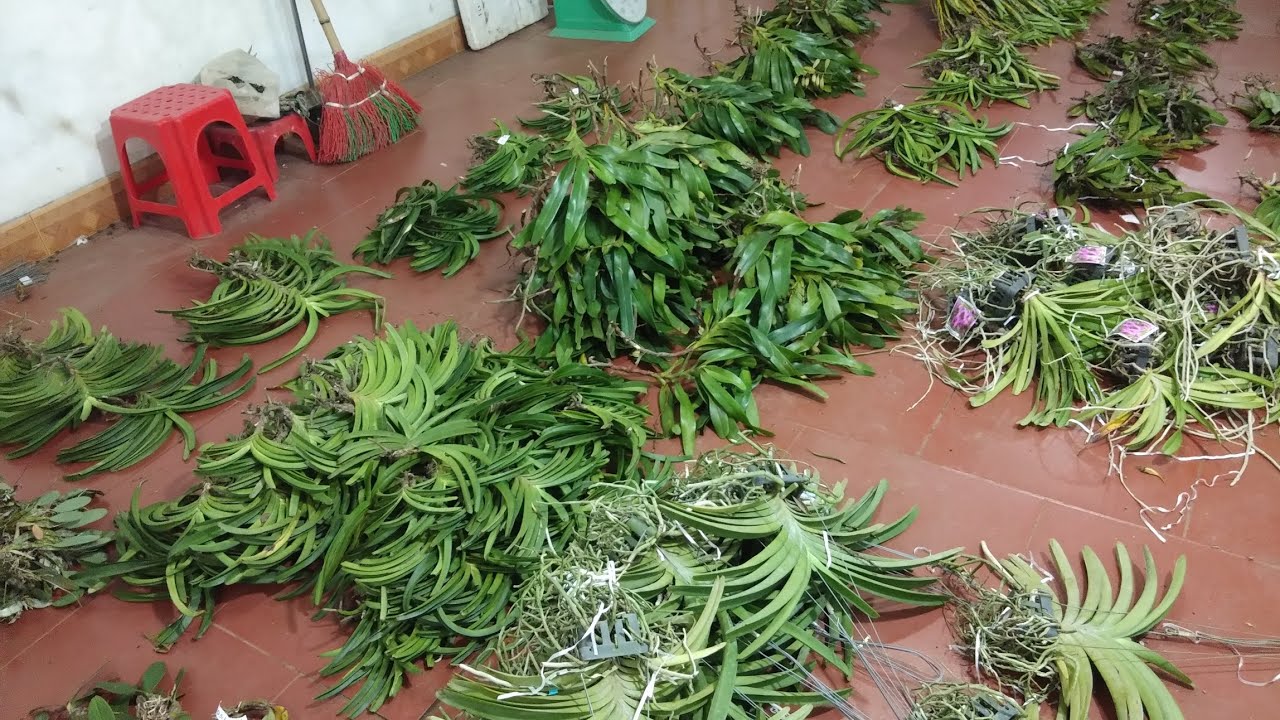 Lan rừng ngày 04/8_0392598516_kiều nụ,vẩy rồng,hải yến,kim điệp nhựa,hoàng nhạn,cáo đỏ,châu nụ,trầm 