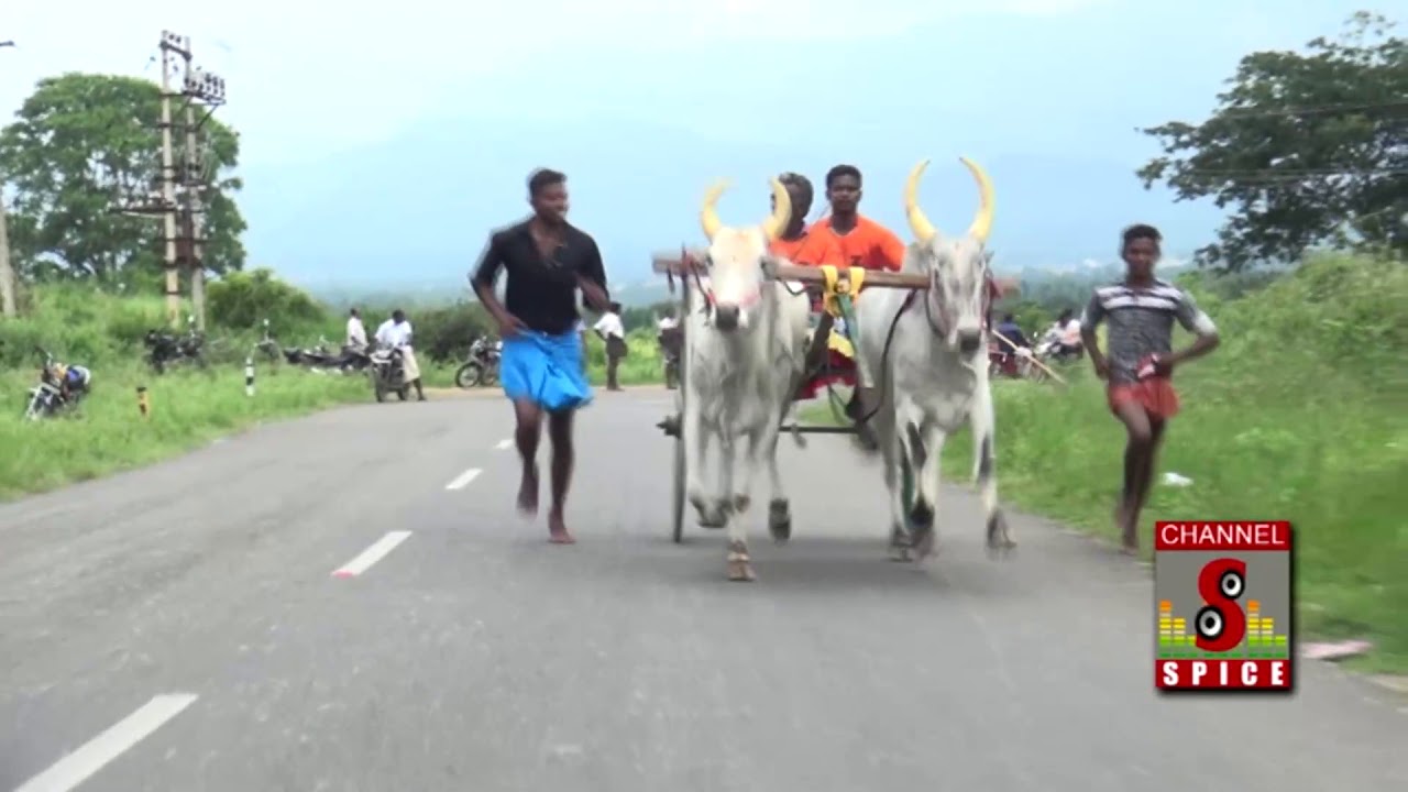 Rekla Race 2017 Theni District Cumbum Mettu 08.11.2017 (Periyamaadu)