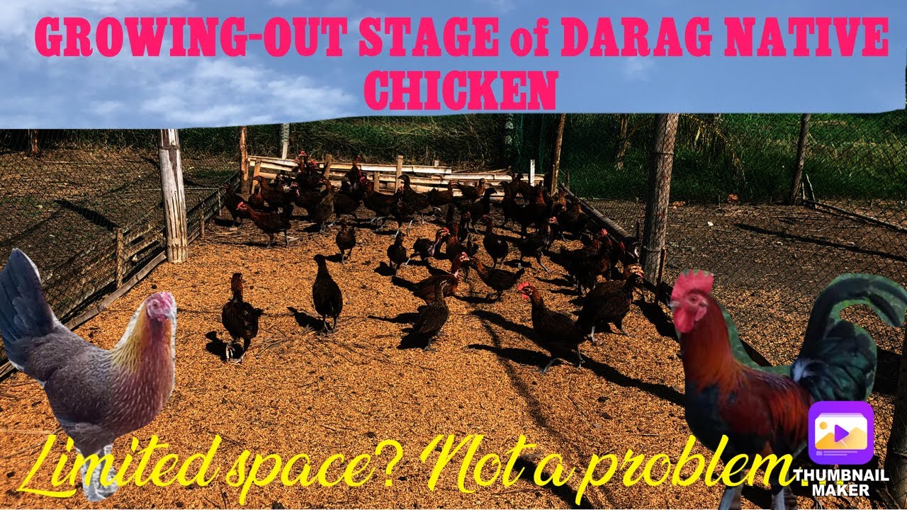 GROWING OUT STAGE DARAG NATIVE CHICKEN | SMALL SPACE FOR RANGING AREA | EPISODE 13