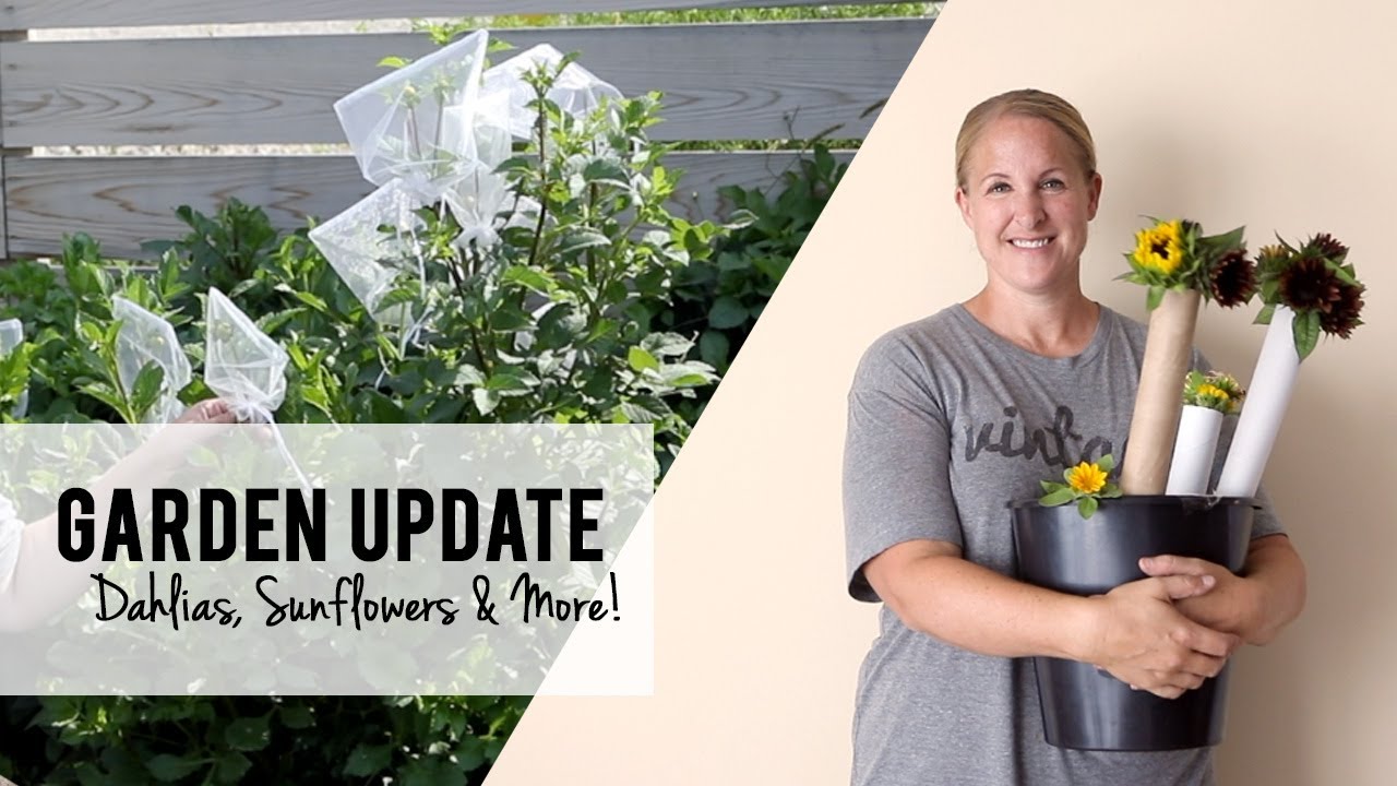 Garden Update : Dahlias & Sunflowers - How I Harvest & Keep Bugs Away, Cut Flower Farming