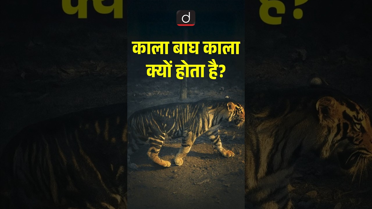 India's Rare Black Tiger | #DrishtiCUETandCLAT | #shorts #blacktiger #similipalnationalpark