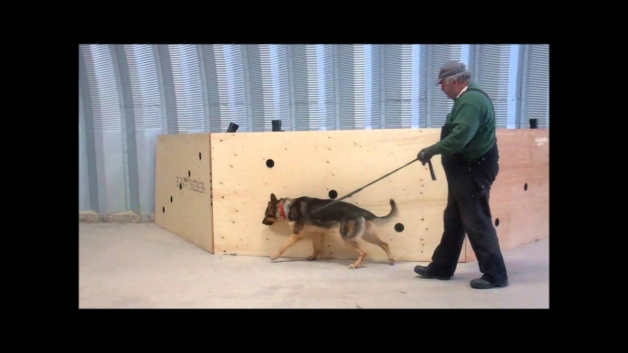 Drug Detection Dogs Training