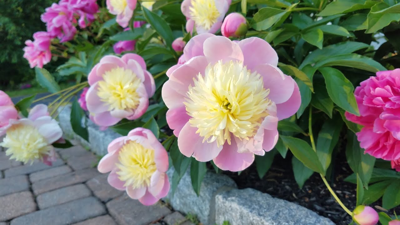 Peony Primavera, Butter Bowl and Bowl of Beauty comparisons