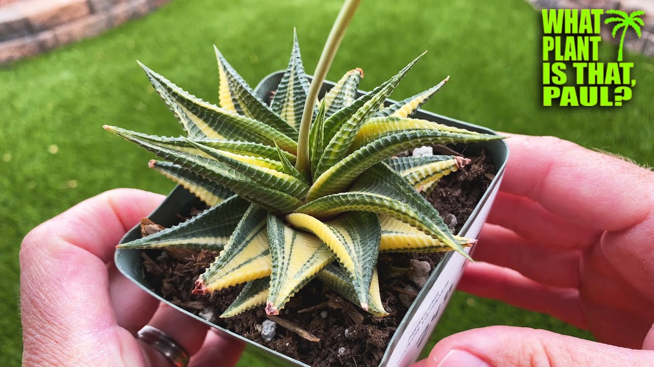 Haworthiopsis Limifolia Variegated / White, tubular flowers / Variegated  tight rosette