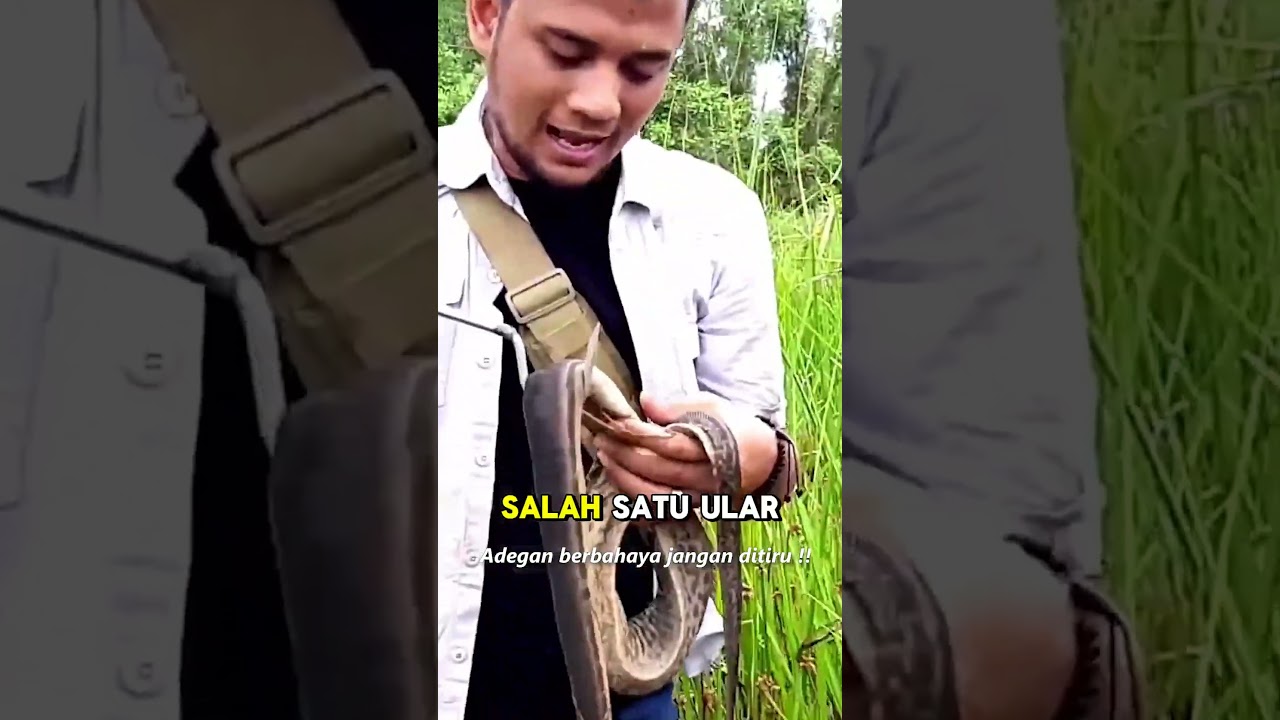 KULITNYA BEDA DARI ULAR LAIN !! PANJI IDENTIFIKASI ULAR KARUNG
