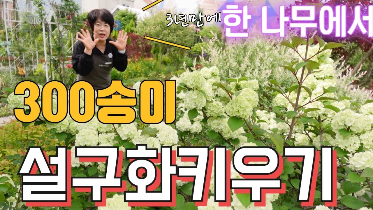 한 나무에서 300송이 설구화 키우기, 오데마리 키우는 방법, 설구화꽃을 많이 달리게 하려면? 정원꽃나무추천