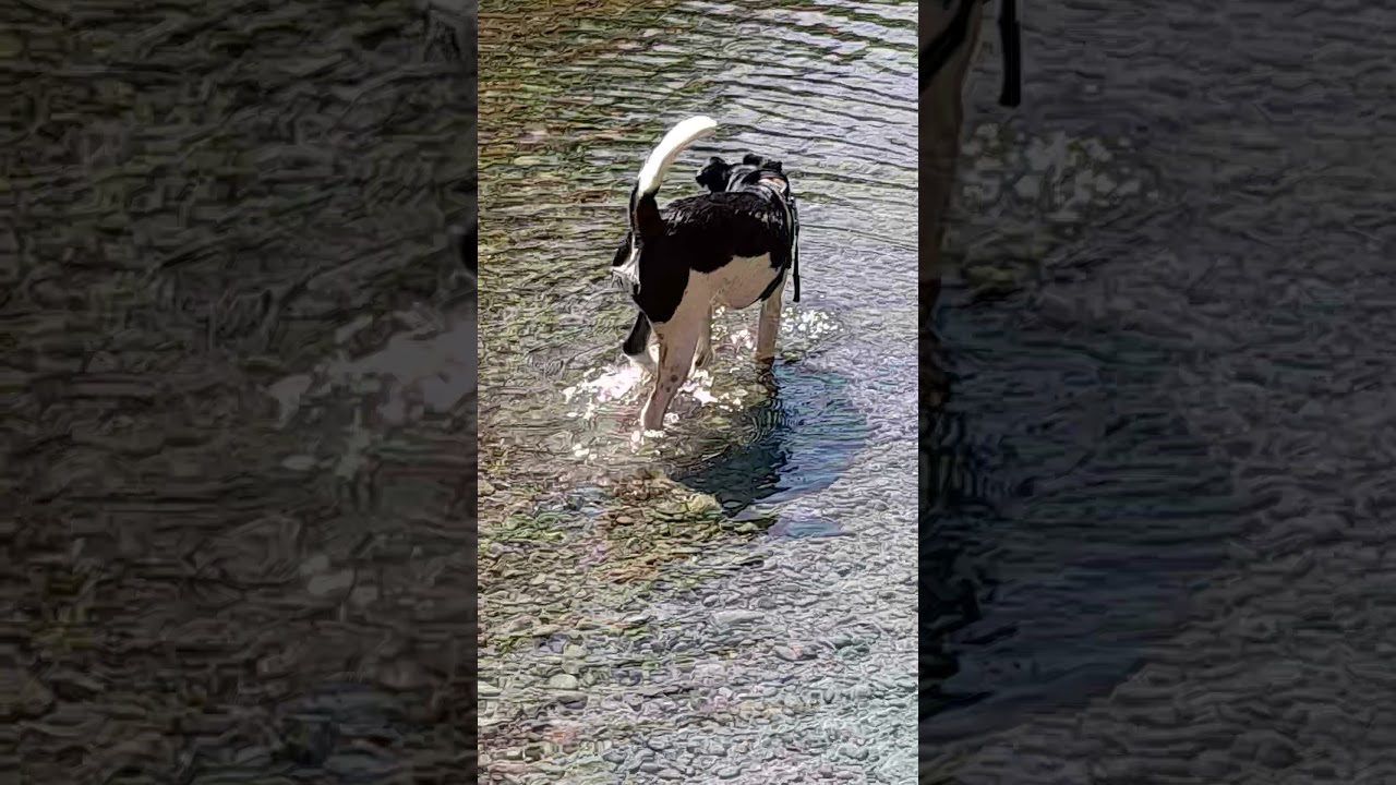 Ricky Baker the groovy fox terrier plays in the water
