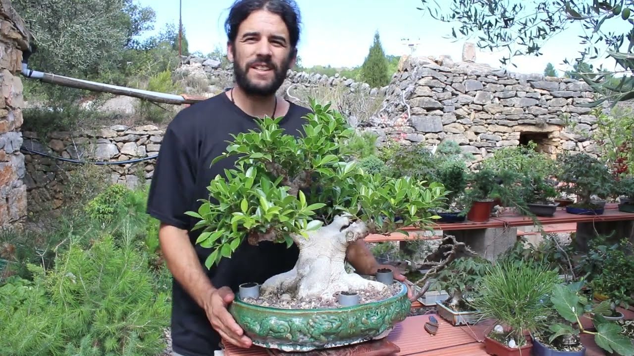 ¿Cómo injertar un bonsai de ficus? Detallado 