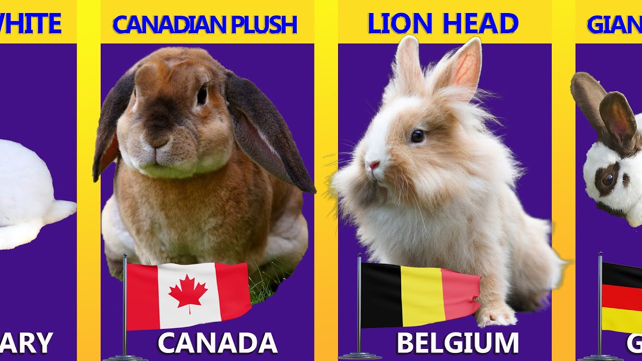 COMMERCIAL RABBITS BREEDS from Different Countries