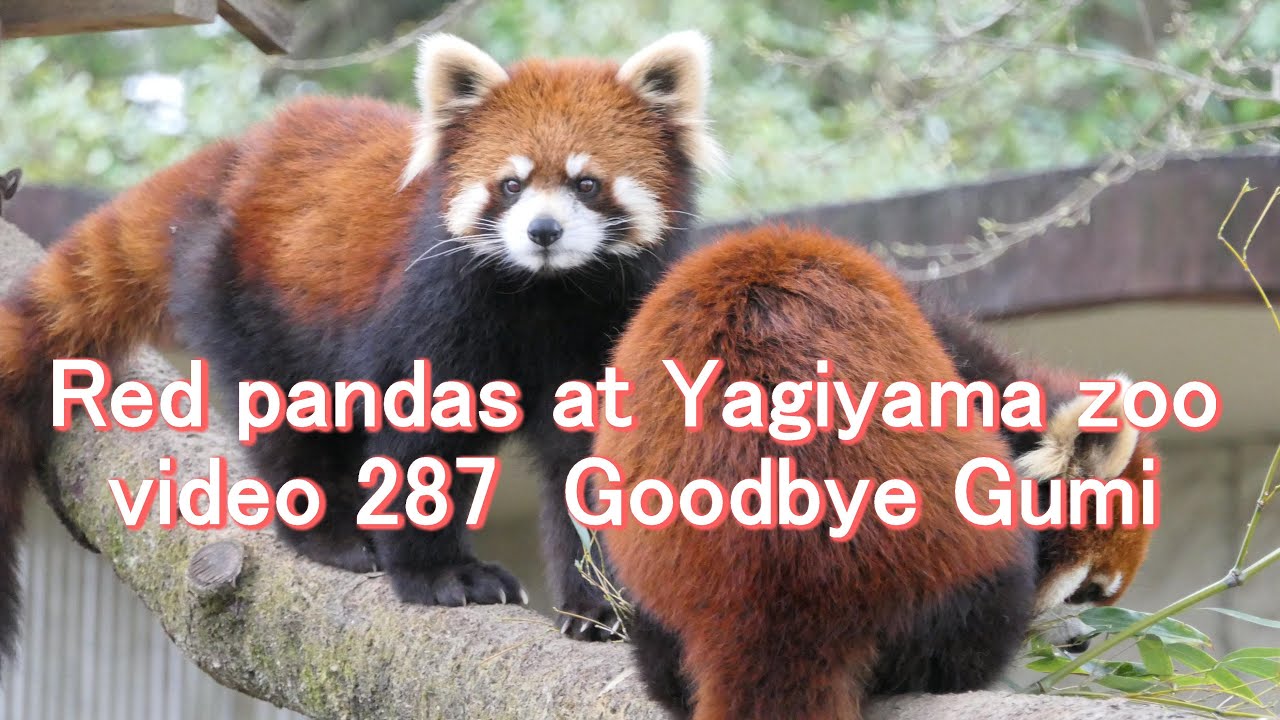 八木山レッサーリポート287 レッサーパンダ さよなら グミ Goodbye Gumi Red panda at Yagiyama zoo video_287 八木山動物公園