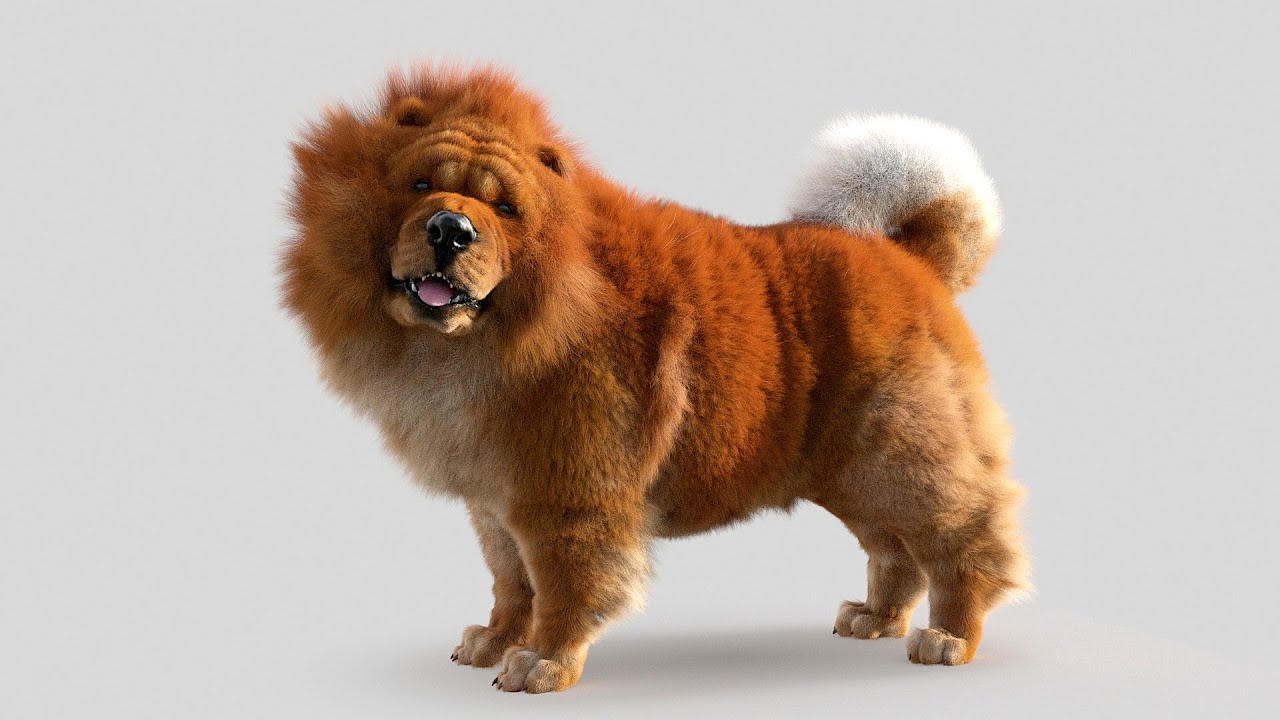 Chow Chow Dog Hair using Ornatrix 6.2 / 3ds max 2020 and V-Ray 5.0