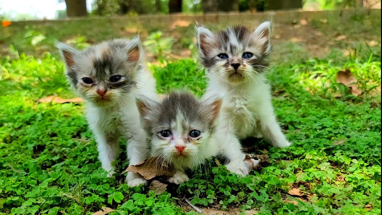 Cute Kittens Looking For Mother Cat