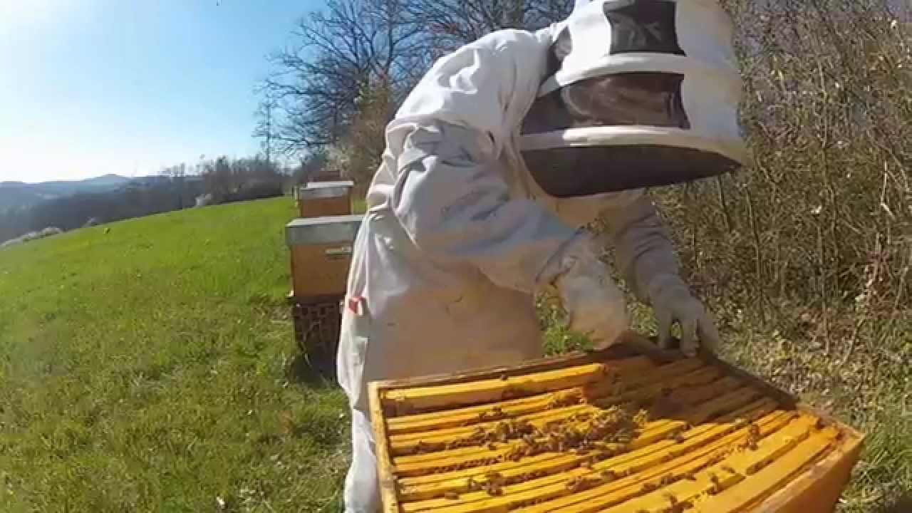 Ruche - Visite de printemps