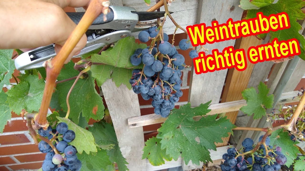 Weintrauben richtig ernten & lagern - Weintraubenernte - Zeitpunkt, reife Trauben erkennen