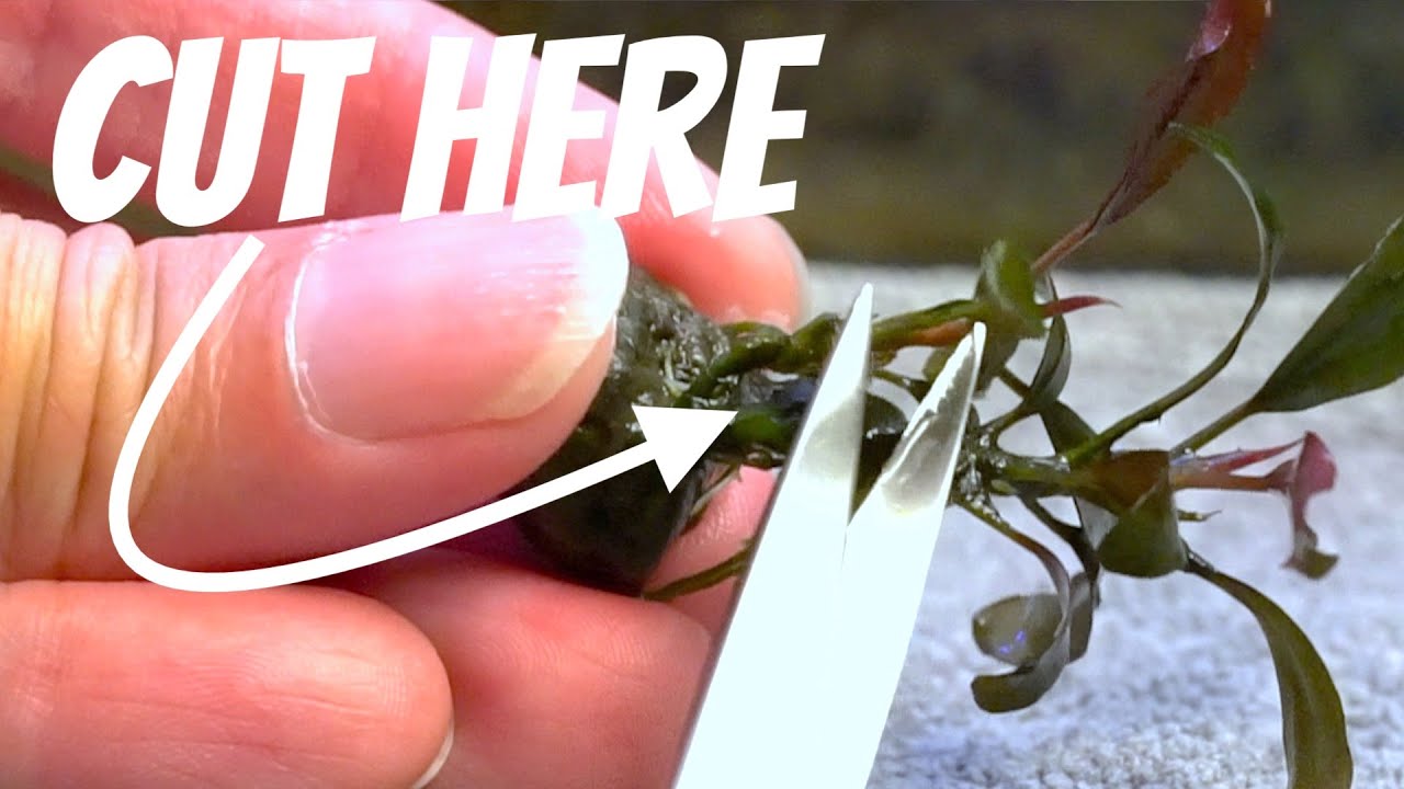 How To EASILY Propagate Bucephalandra Kedagang Update