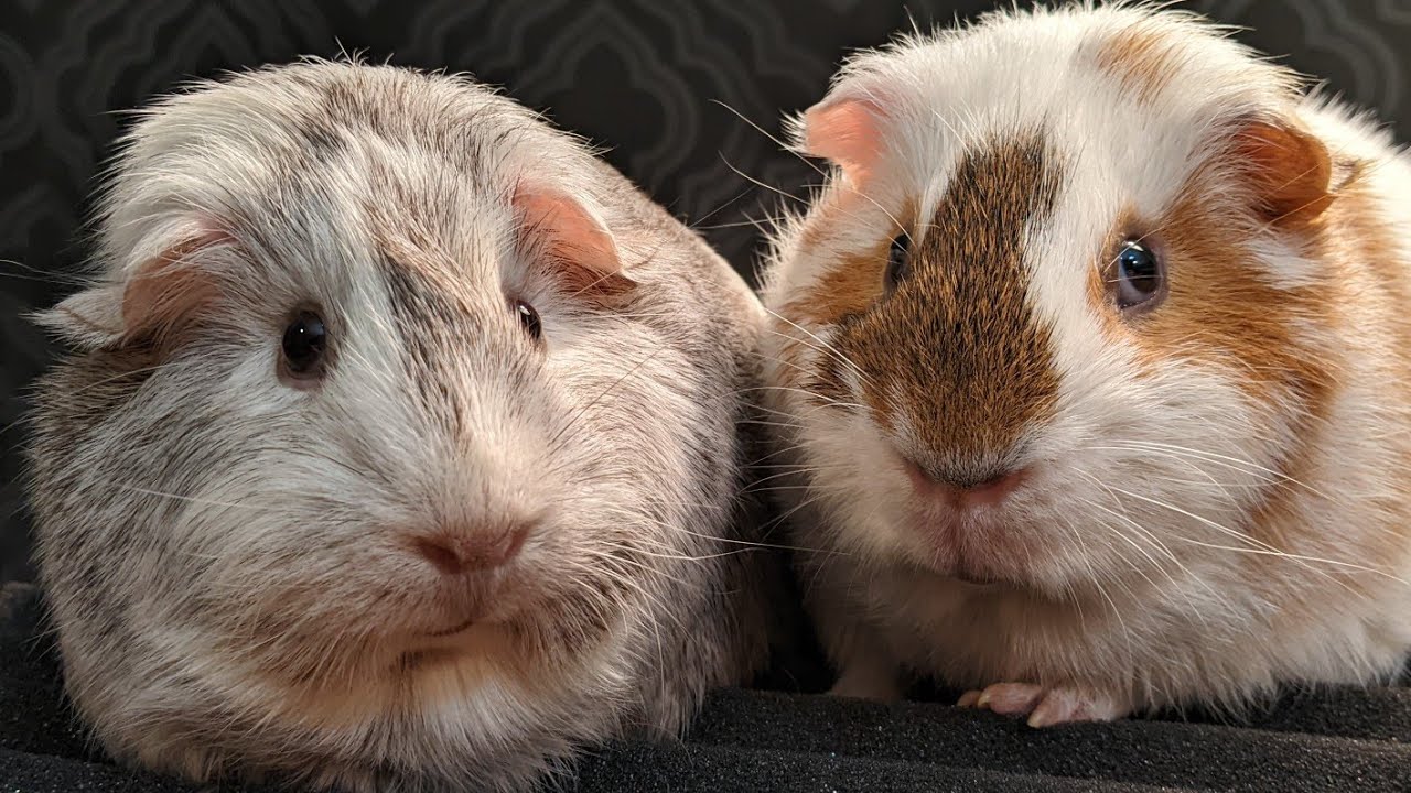 Luna and Chip are The Best Guinea Pig Couple
