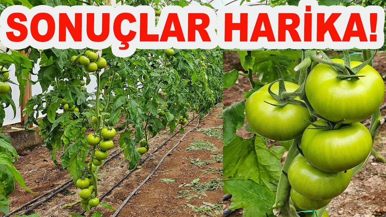 DANIŞANIMIZDA YAPTIĞIMIZ İŞLEMLERİN SONUCU HARİKA OLDU! #domates