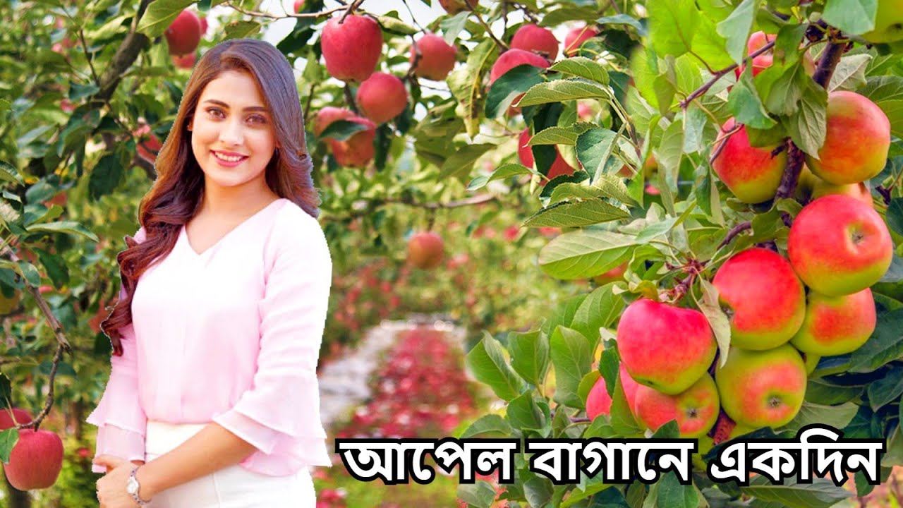 ফ্রান্সের আপেল বাগানে একদিন | Apple Orchard In France | BJReese Orchard