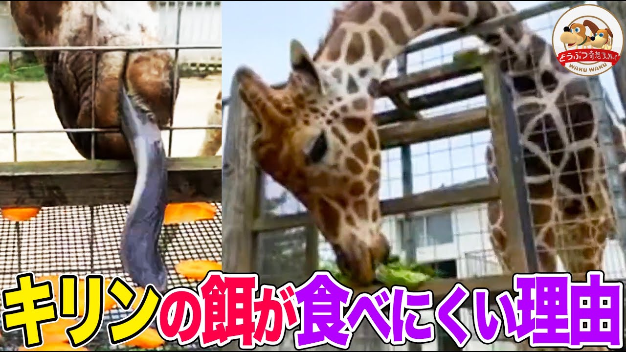 【沖縄こどもの国】キリンのエサをわざと”食べにくい”容器に入れている理由とは？めちゃくちゃ長い舌にもご注目ください【どうぶつ奇想天外／WAKUWAKU】