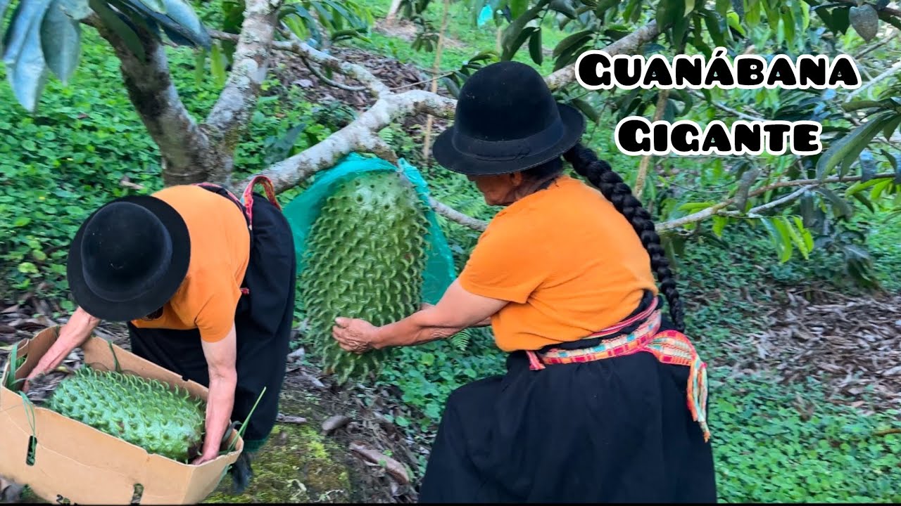 Cosechando esta Guanábana Gigante 