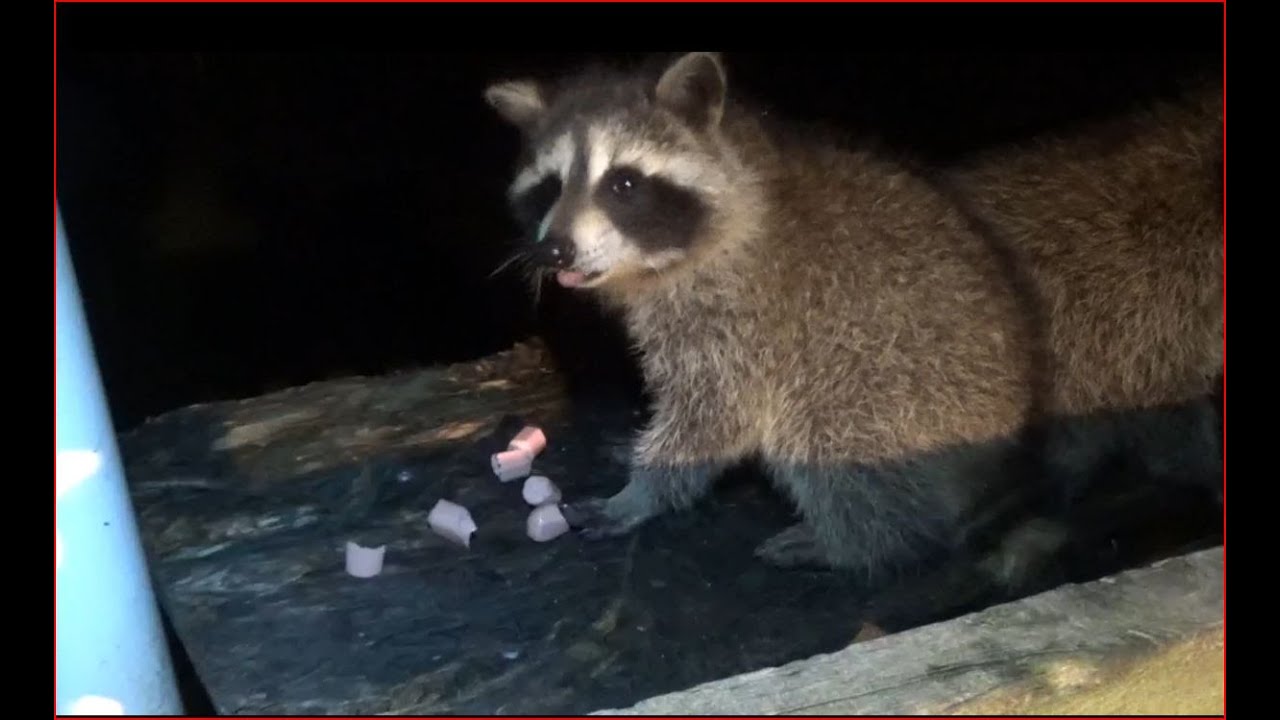Wednesday Baby Raccoons