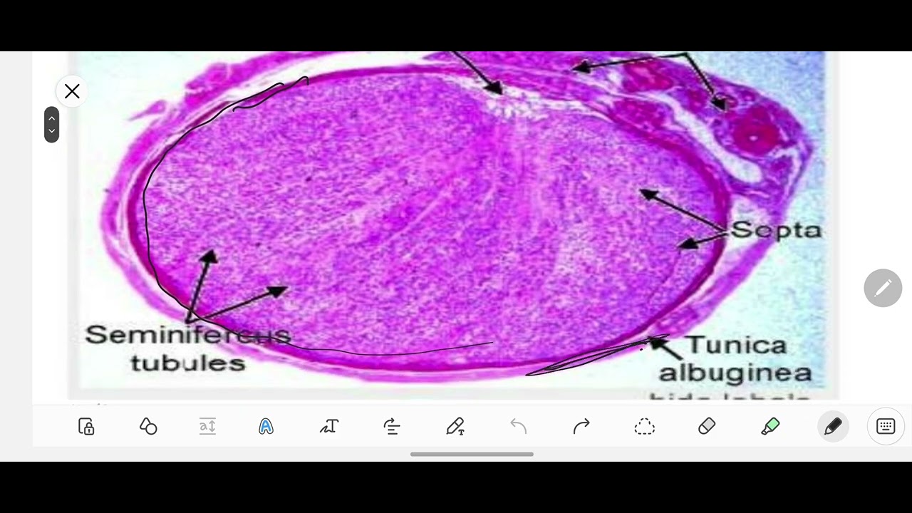 Practical Histology - Male Reproductive System || الأنسجة العملي - الجهاز التكاثري الذكري
