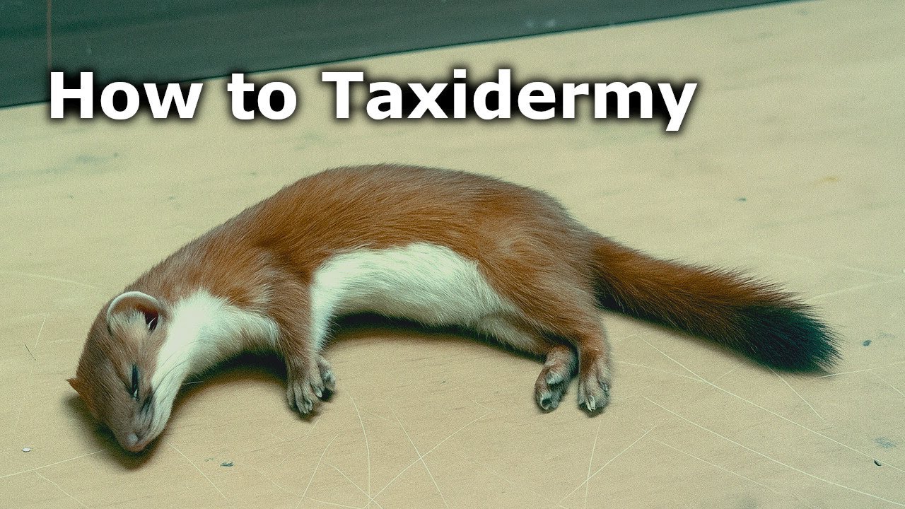 How to Taxidermy a Weasel