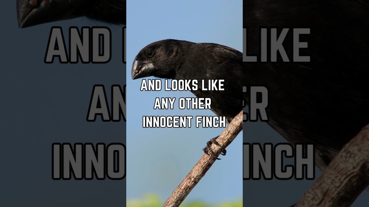 🦜🩸 The Vampire Ground Finch: Nature's Blood-Sucking Bird!