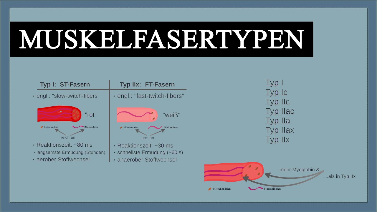 Muskelfasertypen - Unterschied zwischen ST- & FT-Fasern - Typ I, Typ IIx & Typ IIa - rote & weiße