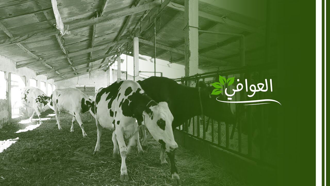 مزرعة بقر نموذجية في زحلة.. تعرفوا على مميزاتها!