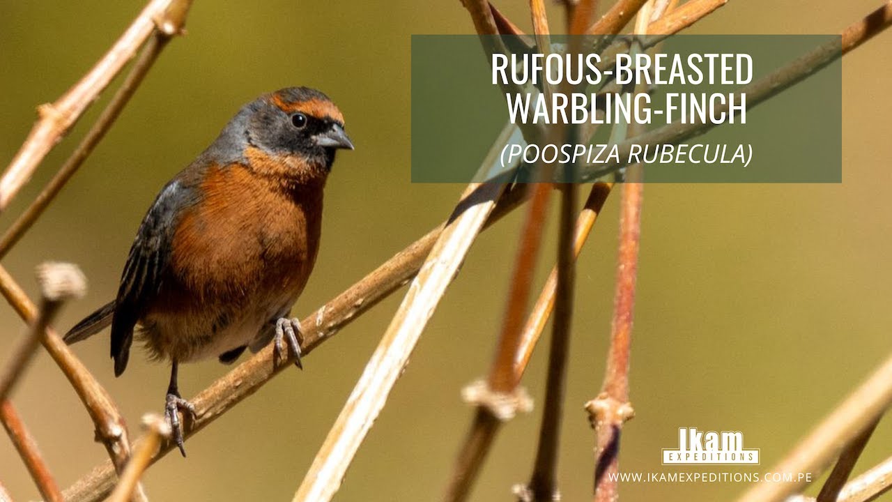 Rufous-breasted Warbling-Finch (Poospiza rubecula) endemic to Peru, Santa Eulalia valley