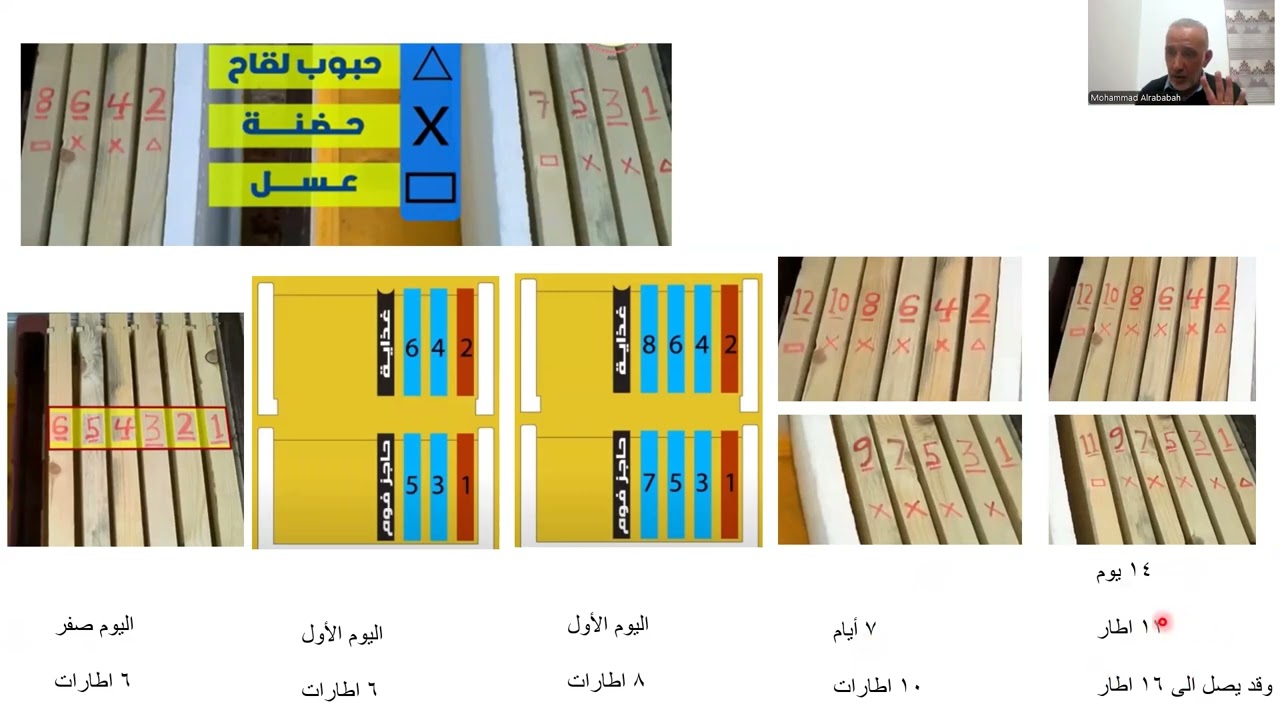 اضاءة: هل التوسع الراسي لتقوية طوائف النحل حقيقة ام ماذا؟
