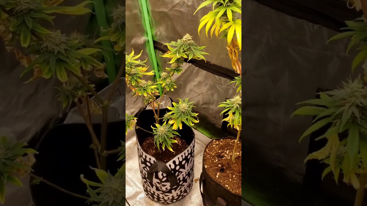 tent talk lessons learned growing afgoo grape ape boomer learning series problems and answers