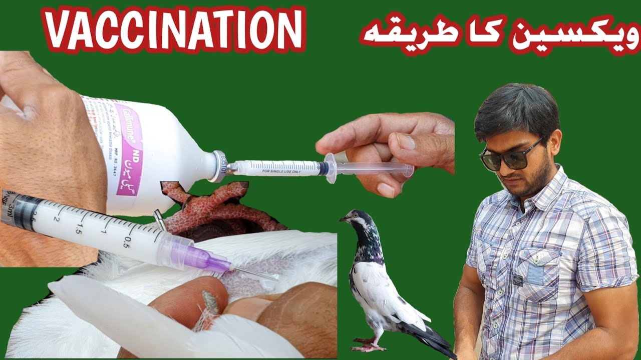 Pigeon Vaccination | Laqway aur Jholay ki Vaccine | Ranikhet | رانی کھیت کی  ویکسین