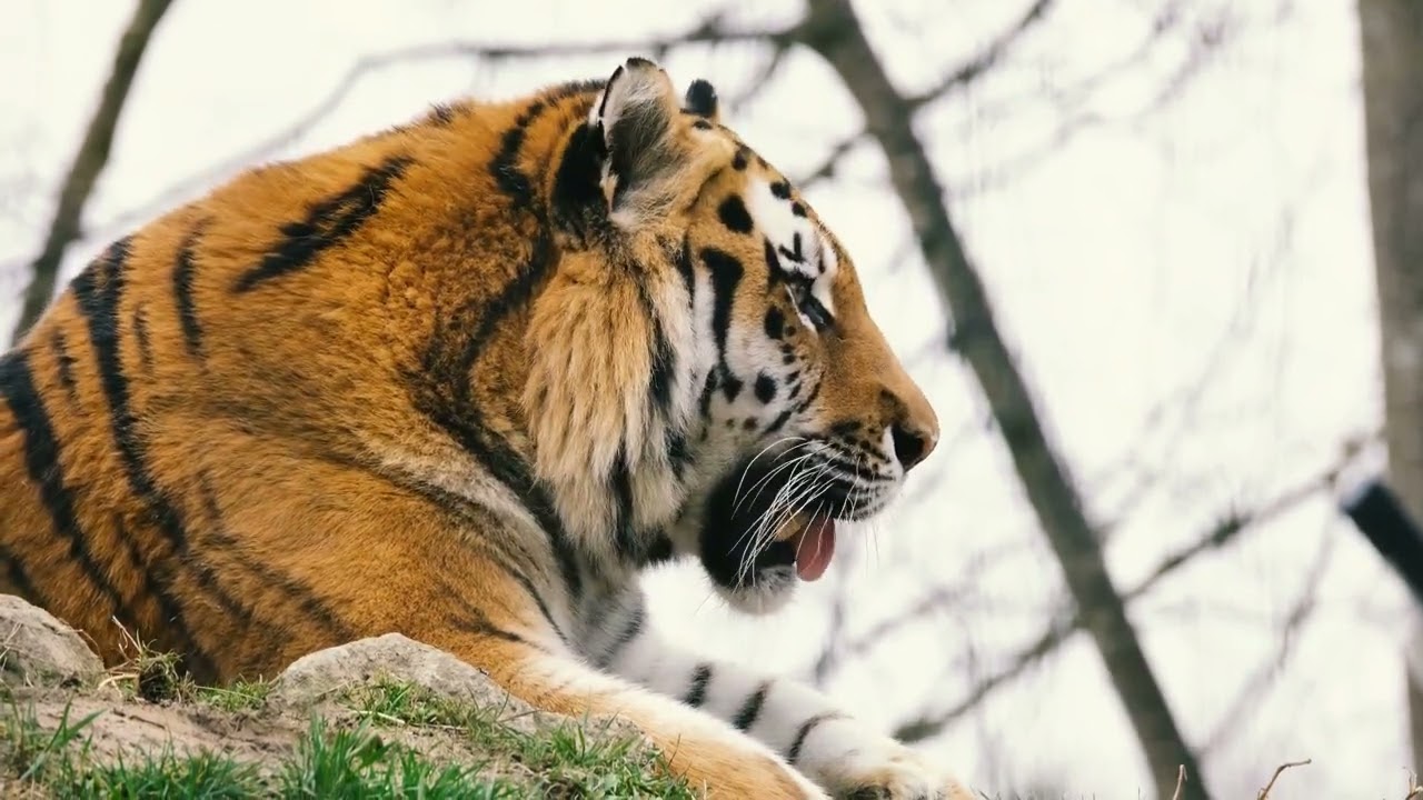 Tiger 8k video ultra hd  Unique Tigers Collection 8K HDR 60FPS ULTRA HD