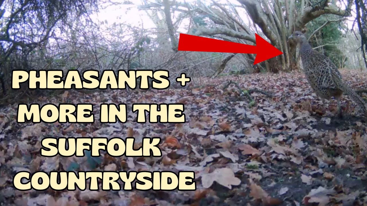 Pheasants And More In The Suffolk Countryside