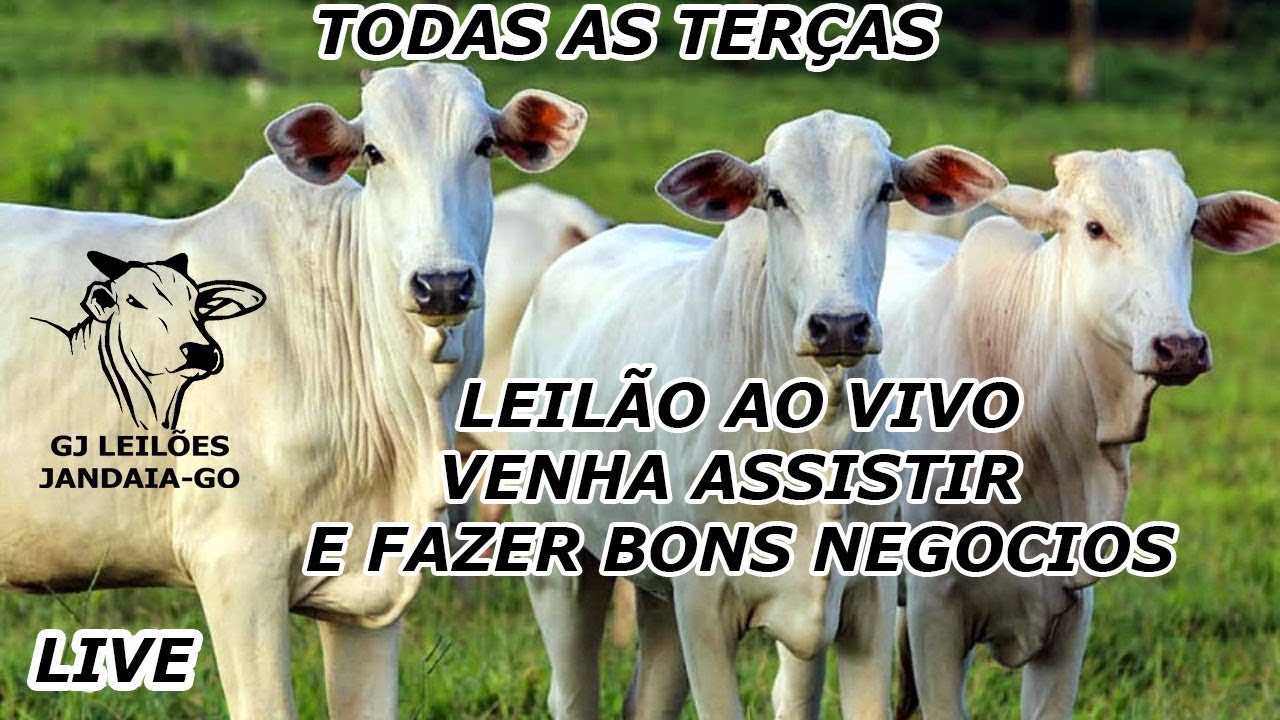 GJ LEILÕES - 03/03/2026-JANDAIA GOIAS #AGRO #AGRONEGOCIO #leilao #leilaodegado