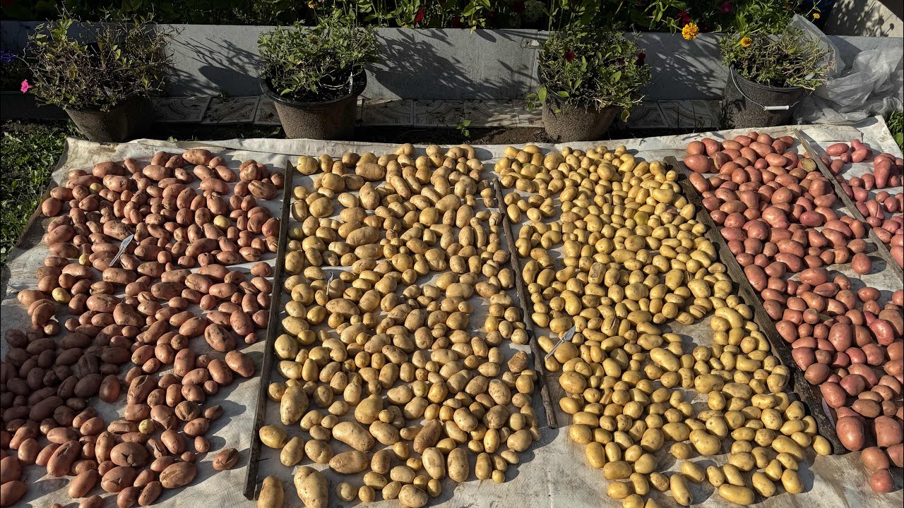 Картофель 🥔 25 год , сами не ожидали что урожай будет хороший. 