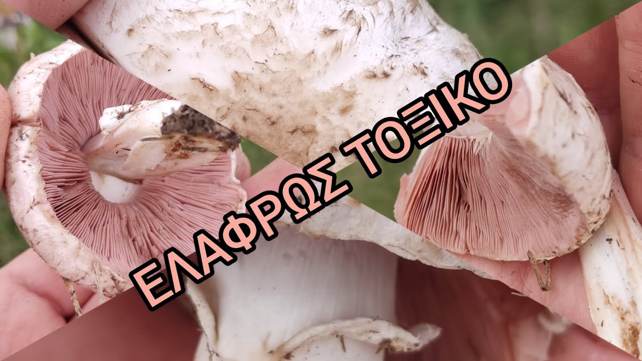 Κιτρινίζει και αυτό. Agaricus bresadolanus